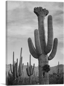 Full View of Cactus - Saguaro National Monument - Arizona (Type: Standard Framed Canvas Print, size: 32" x 24" / 80cm x 60cm (approx))